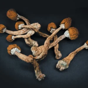 Buy Psilocybe Cubensis (Magic Mushrooms)